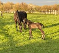 Hengstfohlen von Don Vivaldi